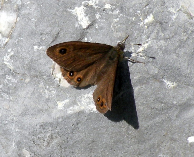 Nymphalidae